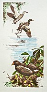 Gallinella e germani