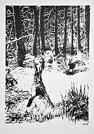 Lepri nel bosco