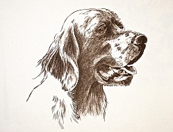 Setter