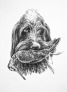Spinone e beccaccia