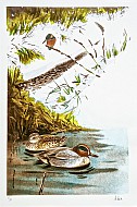 Alzavole e martin pescatore