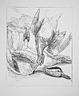 Studio di marzaiole