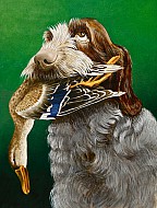 Biro - Spinone Italiano