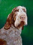 Rena - Spinone Italiano