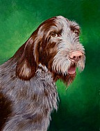 Rena 2 - Spinone Italiano