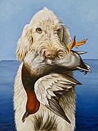 Artù - Spinone Italiano