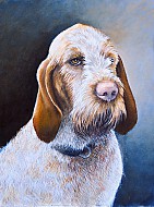 Olmo - Spinone Italiano
