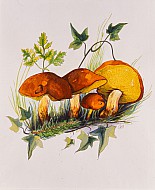 Boletus granulatus