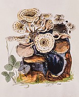 Lentinus Tigrinus
