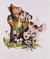 Agrocybe aegerita "Pioppini"