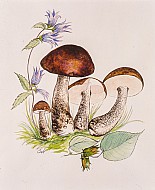 Boletus Luteus
