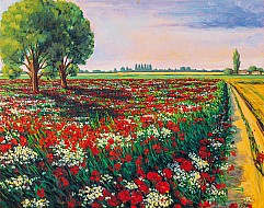 Campo Di Papaveri